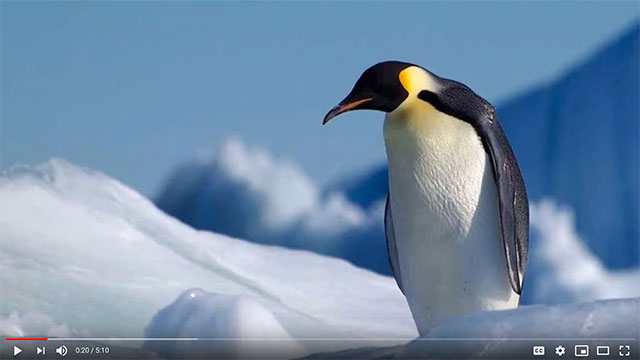 video sample - Penguin Predicament